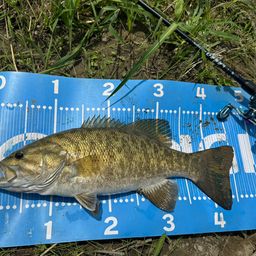 スモールマウスバス