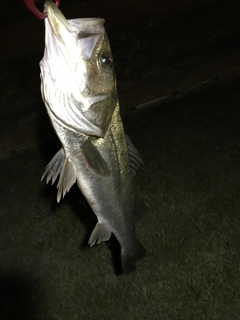 フッコ（マルスズキ）の釣果