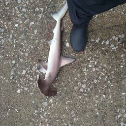 シュモクザメ