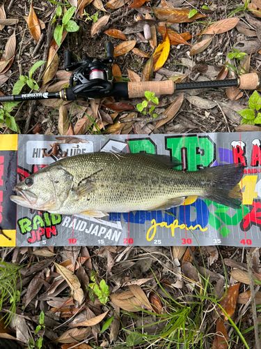 ブラックバスの釣果