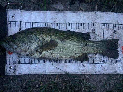 ブラックバスの釣果