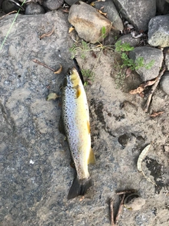 ブラウントラウトの釣果