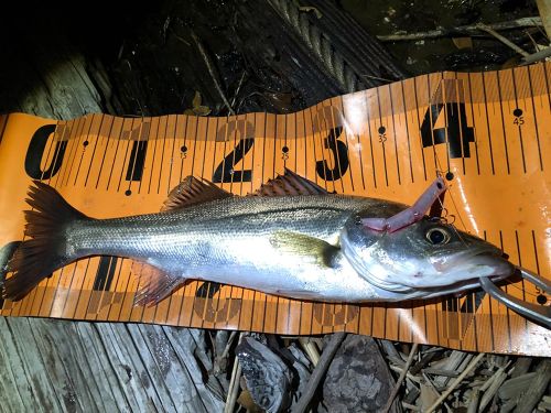 シーバスの釣果