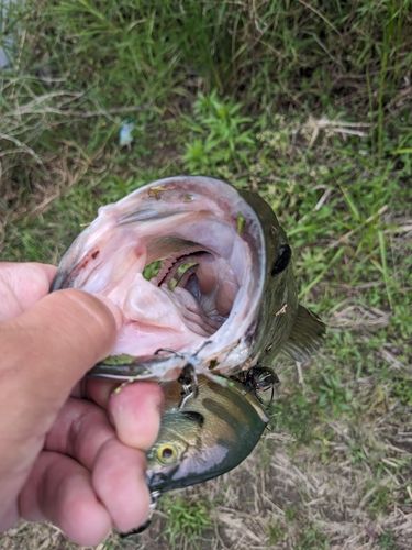 ラージマウスバスの釣果