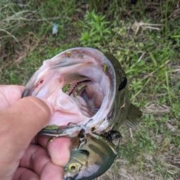 ラージマウスバス