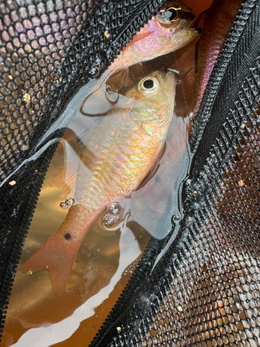 ネンブツダイの釣果