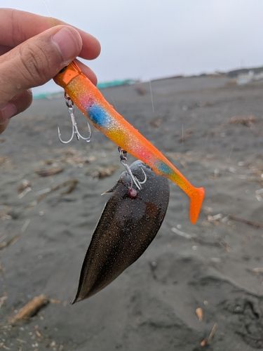 シタビラメの釣果