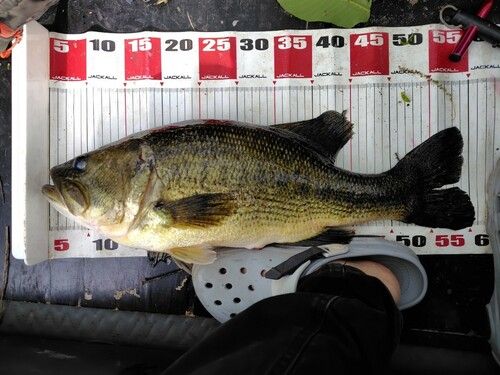 ブラックバスの釣果