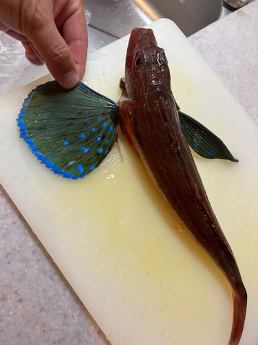 ホウボウの釣果