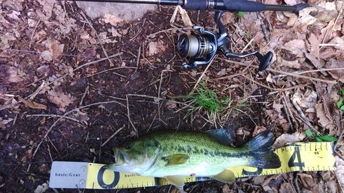 ラージマウスバスの釣果
