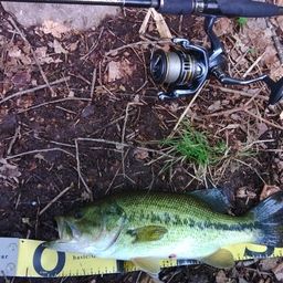 ラージマウスバス