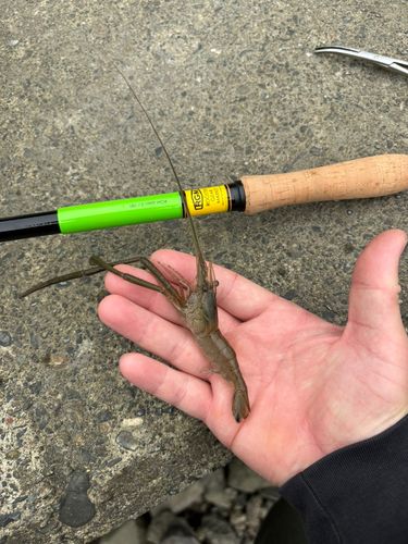 テナガエビの釣果