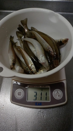 キスの釣果