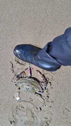 ガザミの釣果