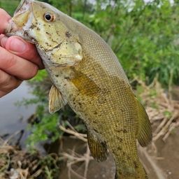 スモールマウスバス