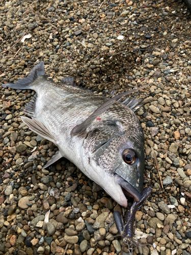 チヌの釣果