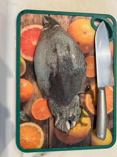 コウイカの釣果