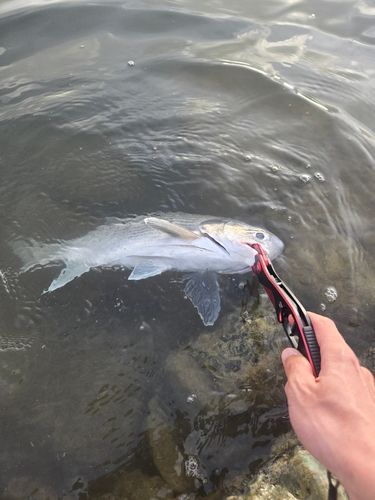 ツバメコノシロの釣果