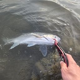 ツバメコノシロ