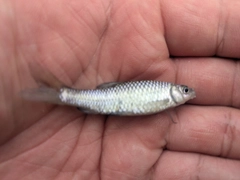 モツゴの釣果