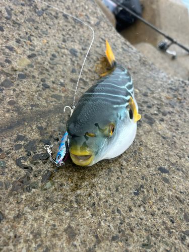 ダイナンウミヘビの釣果