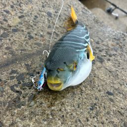 ダイナンウミヘビ