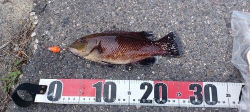 コブダイの釣果