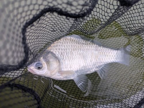 ヘラブナの釣果