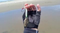 シタビラメの釣果