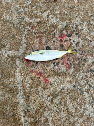 サゴシの釣果