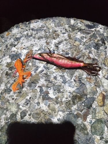 エビの釣果