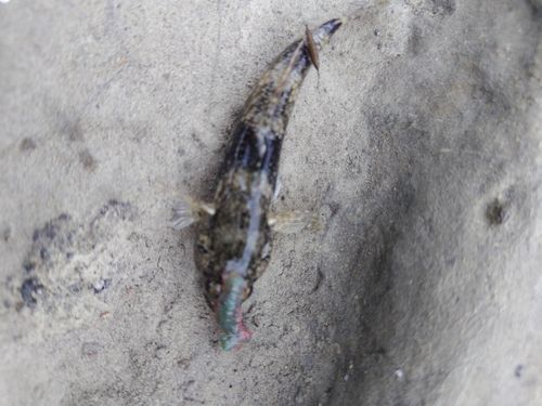 アナハゼの釣果