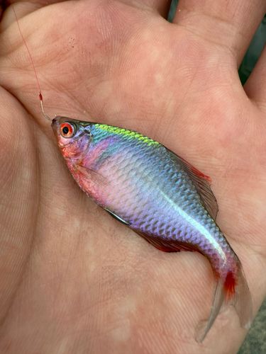 タイリクバラタナゴの釣果