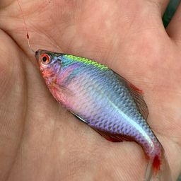 タイリクバラタナゴ