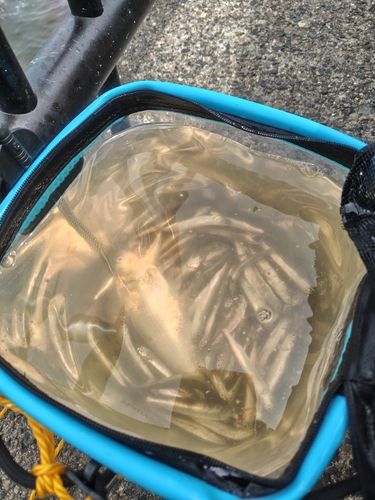 カタクチイワシ