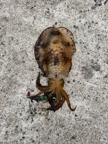アオリイカの釣果