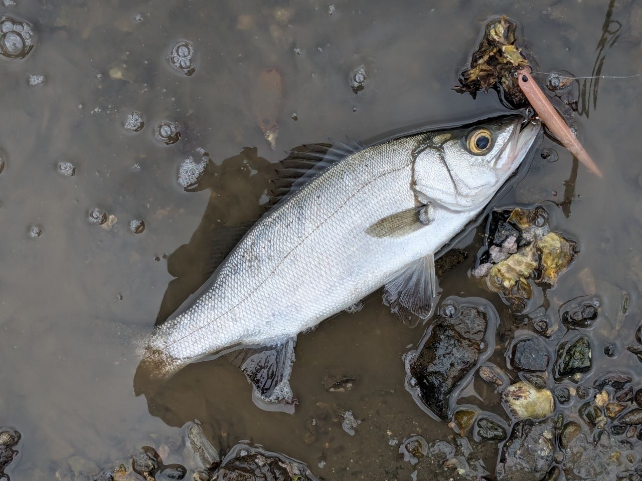 セイゴ（ヒラスズキ）