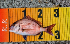 マダイの釣果