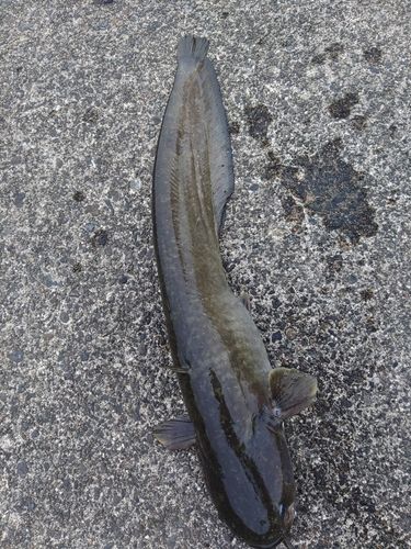 ナマズの釣果