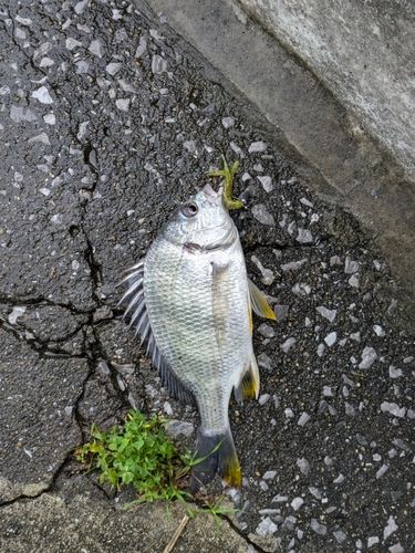 キビレの釣果