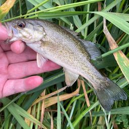 スモールマウスバス