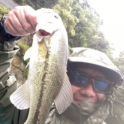 ラージマウスバス