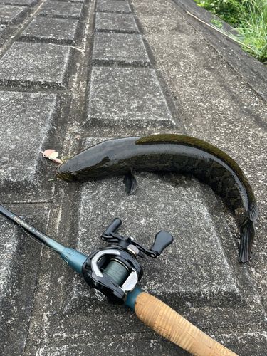 ライギョの釣果