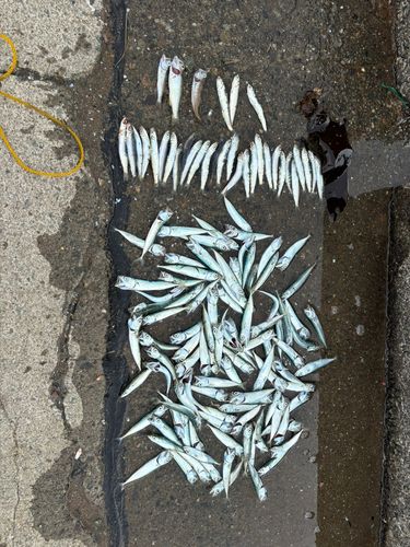 サバの釣果