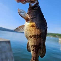 メバル