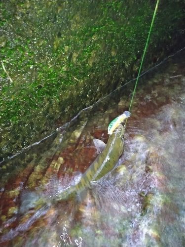 ヤマメの釣果
