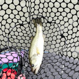 ラージマウスバス