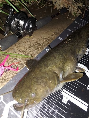 ナマズの釣果