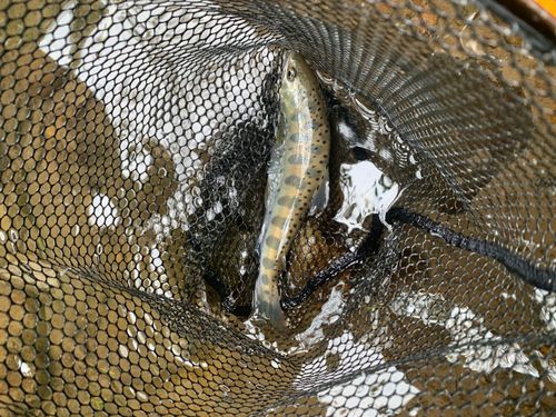ヤマメの釣果