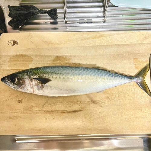 サバの釣果